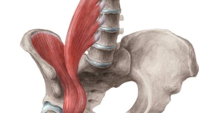 What Is The Action Of The Psoas Major?